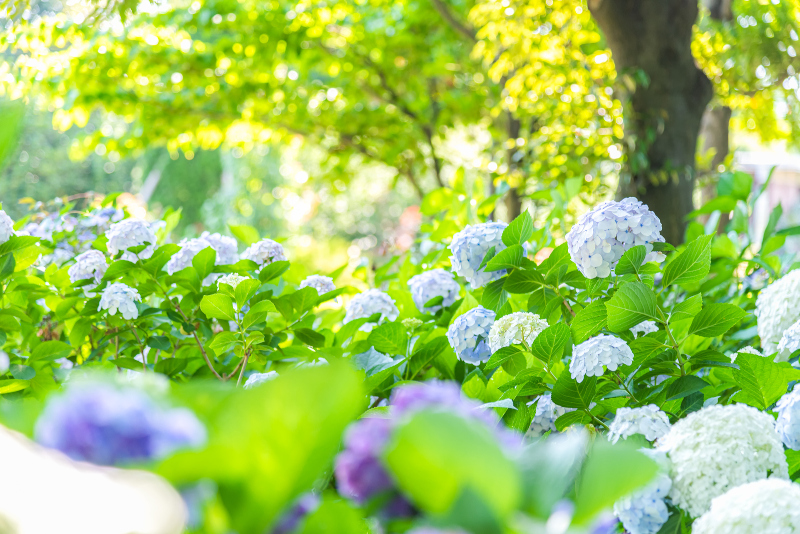 紫陽花